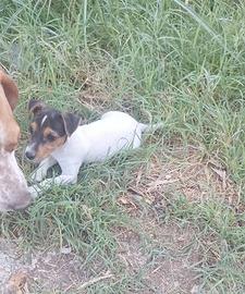 Cucciola Jack Russell Terrier