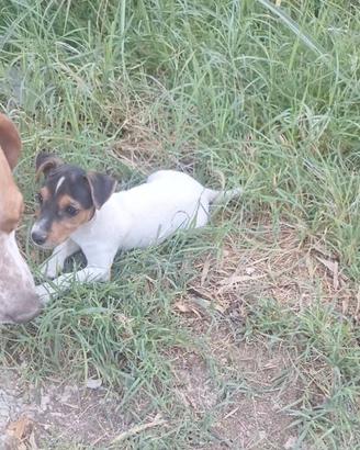 Cucciola Jack Russell Terrier