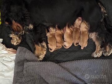 Cuccioli Cocker Spaniel