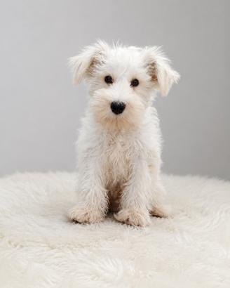 Schaunzer nano bianco