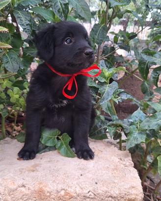 Cucciole 🏡🐾🐶