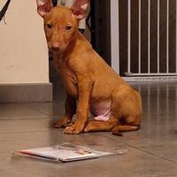 Cucciolo di cirneco dell'etna disponibile