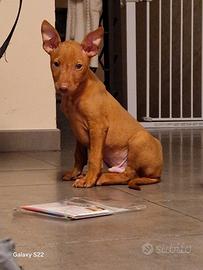 Cucciolo di cirneco dell'etna disponibile