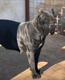 Cane corso