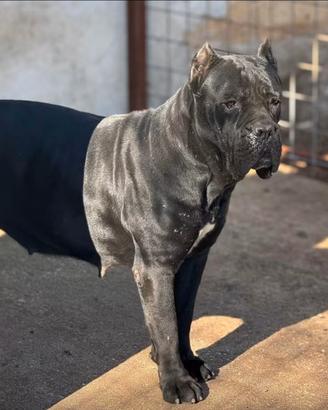 Cane corso