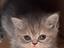 Immagine 4