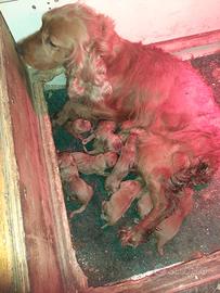 Cuccioli Cocker Spaniel