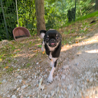 Chihuahua femmina tricolor