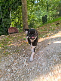 Chihuahua femmina tricolor