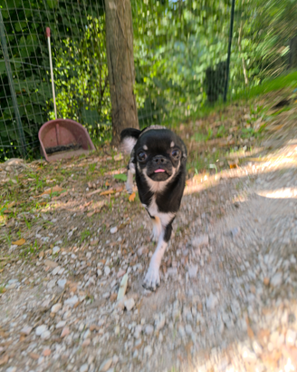 Chihuahua femmina tricolor