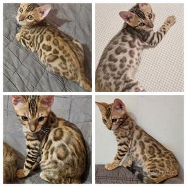 Disponibili cuccioli gatto bengala con Pedigree