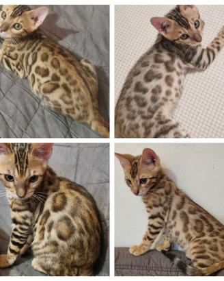 Disponibili cuccioli gatto bengala con Pedigree