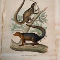 Antica Litografia Acquarellata 1863-67