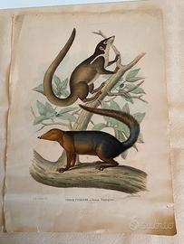 Antica Litografia Acquarellata 1863-67