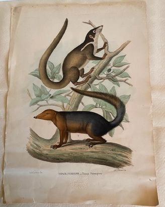Antica Litografia Acquarellata 1863-67
