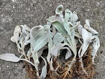 Stachys byzantina (orecchie d'agnello)