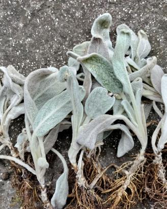 Stachys byzantina (orecchie d'agnello)