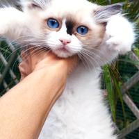 Femmina RAGDOLL Pedigree Ministeriale AGI