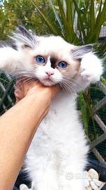 Femmina RAGDOLL Pedigree Ministeriale AGI