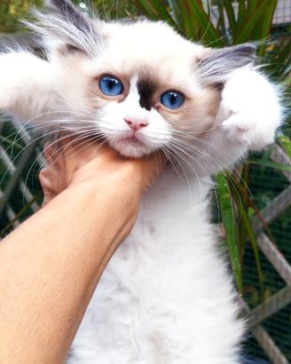 Femmina RAGDOLL Pedigree Ministeriale AGI