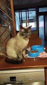 Gatto siamese per accoppiamento
