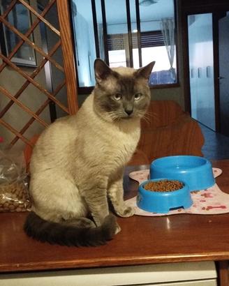 Gatto siamese per accoppiamento