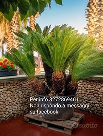 Cycas esemplare