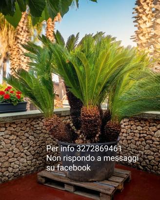 Cycas esemplare