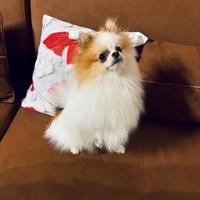 Animali- spitz di Pomerania per monta