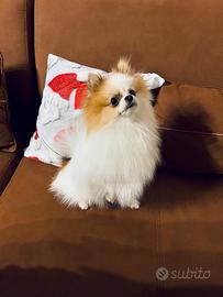 Animali- spitz di Pomerania per monta