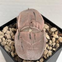 🌵piante grasse-cactus-succulenta-collezione