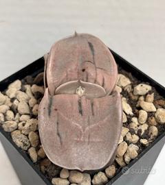 🌵piante grasse-cactus-succulenta-collezione