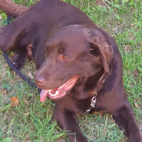 Labrador chocolate