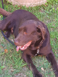 Labrador chocolate