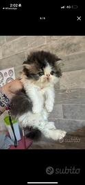 Gatto persiano