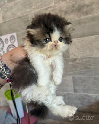 Gatto persiano