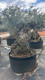 Olivo Secolare