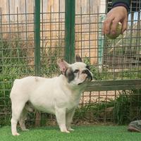 Bulldog francese cucciolone