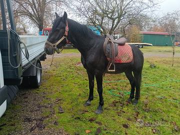 Cavallo 3 anni