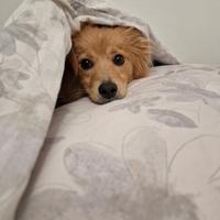 Bassotto a pelo lungo incrocio
