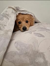 Bassotto a pelo lungo incrocio