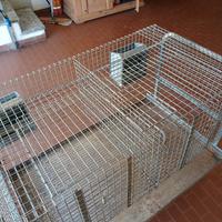 gabbia per conigli fattrici.