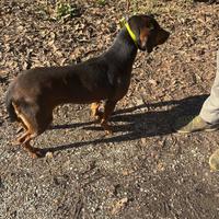 Dachsbracke femmina pronta caccia al cinghiale