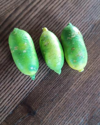finger lime