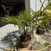 piante da giardino