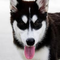 Cucciolo di Siberian Husky Maschio