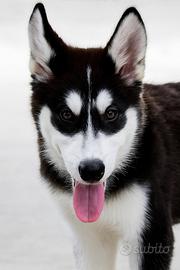 Cucciolo di Siberian Husky Maschio