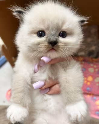 Ragdoll cuccioli seal mitted con Pedigree