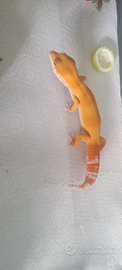 Geco leopardino