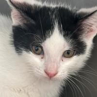 Licia gattina bianco nera